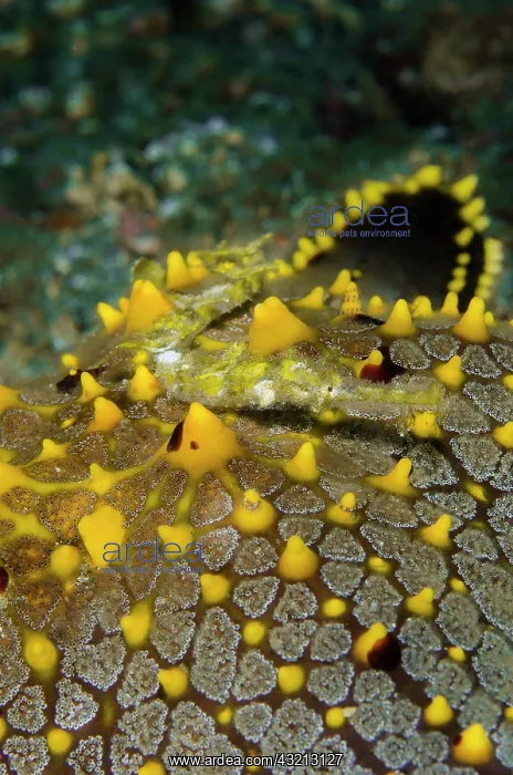 : Indonesia, Lembeh Strait. Pipefish on sea : Indonesia, Lembeh Strait. Pipefish on sea