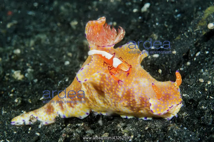: Indonesia, Lembeh Strait. Shrimp walking : Indonesia, Lembeh Strait. Shrimp walking
