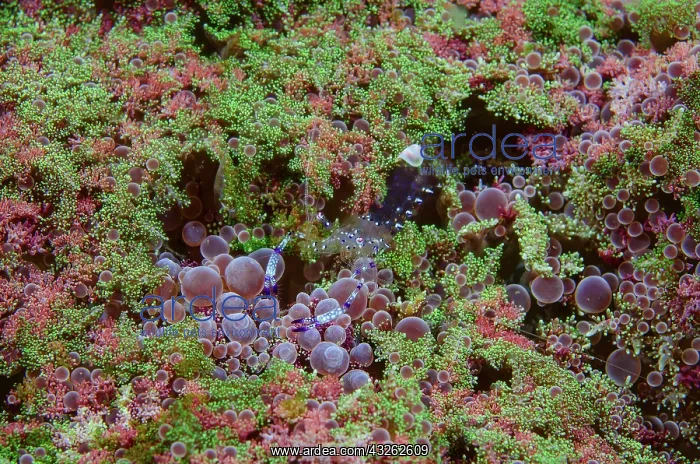: Indonesia, Lembeh Strait. Shrimp walking : Indonesia, Lembeh Strait. Shrimp walking