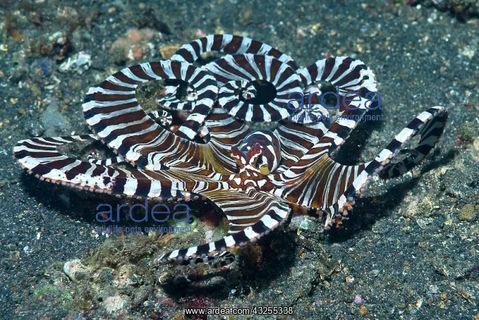 : Indonesia, Lembeh Strait. A wonderpus long-armed : Indonesia, Lembeh Strait. A wonderpus long-armed