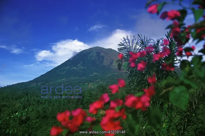 : Indonesia, N. Sulawesi, Tomohon. Mt. Lokon : Indonesia, N. Sulawesi, Tomohon. Mt. Lokon