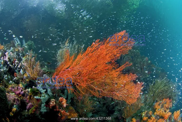 : Indonesia, New Guinea Island, Raja Ampat : Indonesia, New Guinea Island, Raja Ampat