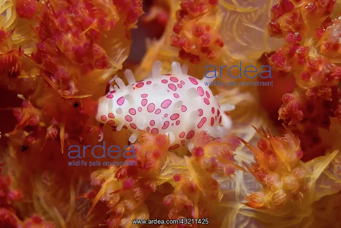 : Indonesia, New Guinea Island, Raja Ampat : Indonesia, New Guinea Island, Raja Ampat