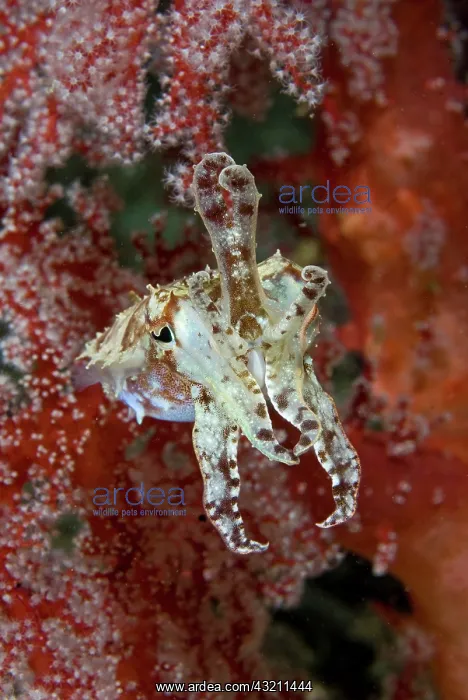 : Indonesia, New Guinea Island, Raja Ampat : Indonesia, New Guinea Island, Raja Ampat