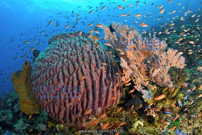 : Indonesia, Pantar Island : Indonesia, Pantar Island
