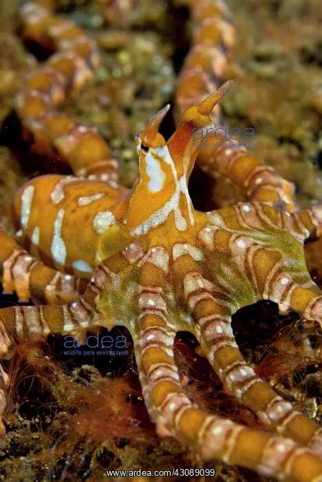 : Indonesia, Pantar Island. Close-up of long-arm : Indonesia, Pantar Island. Close-up of long-arm
