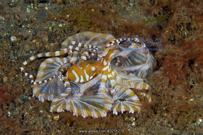 : Indonesia, Pantar Island. Close-up of long-arm : Indonesia, Pantar Island. Close-up of long-arm