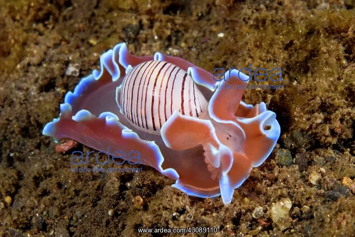 : Indonesia, Pantar Island. Close-up of nocturnal : Indonesia, Pantar Island. Close-up of nocturnal