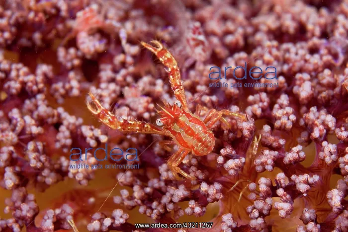 : Indonesia, Pantar Island. This crab is commensal : Indonesia, Pantar Island. This crab is commensal