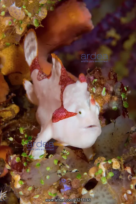 : Indonesia, Pantar Island. A frogfish or : Indonesia, Pantar Island. A frogfish or