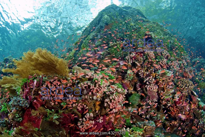 : Indonesia, Pantar Island. Schooling anthia : Indonesia, Pantar Island. Schooling anthia