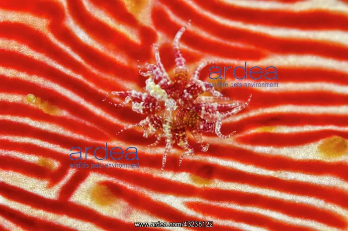  : Indonesia, Papua, Cenderawasih Bay. Anemone