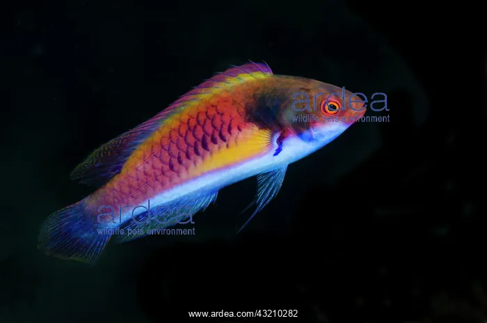 : Indonesia, Papua, Cenderawasih Bay. Close-up : Indonesia, Papua, Cenderawasih Bay. Close-up