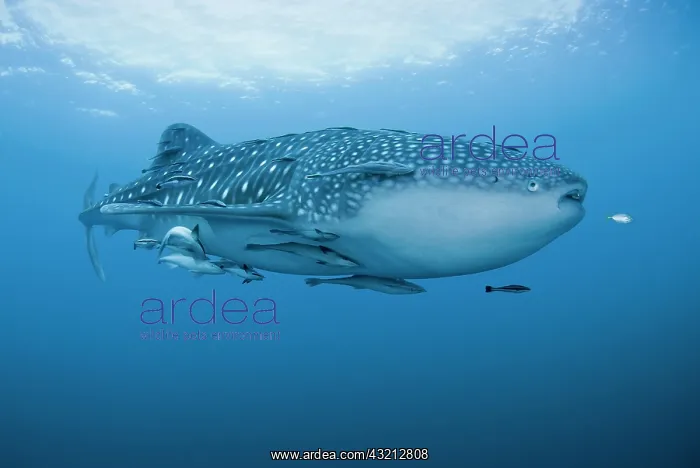 : Indonesia, Papua, Cenderawasih Bay. Close-up : Indonesia, Papua, Cenderawasih Bay. Close-up