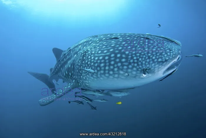 : Indonesia, Papua, Cenderawasih Bay. Close-up