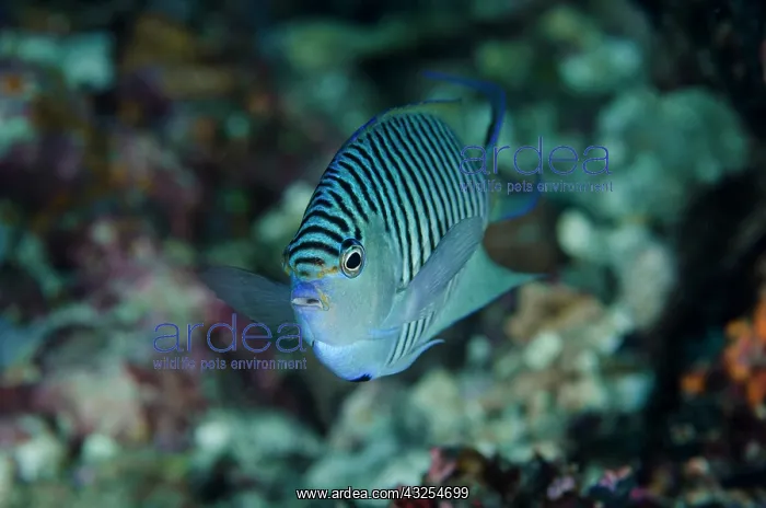 : Indonesia, Papua, Cenderawasih Bay. Close-up : Indonesia, Papua, Cenderawasih Bay. Close-up