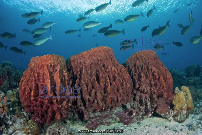 : Indonesia, Papua, Cenderawasih Bay. Fish : Indonesia, Papua, Cenderawasih Bay. Fish
