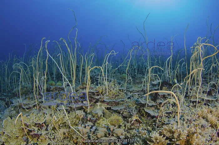 : Indonesia, Papua, Cenderawasih Bay. Soft : Indonesia, Papua, Cenderawasih Bay. Soft