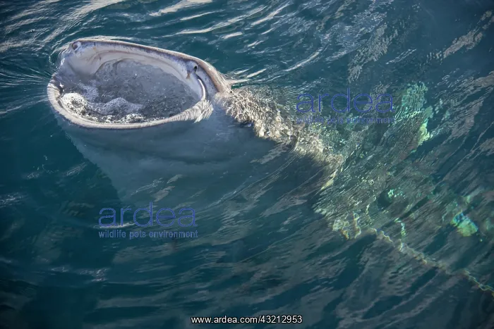  : Indonesia, Papua, Cenderawasih Bay. Whale