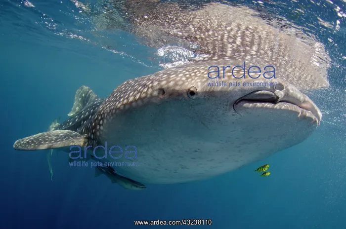 : Indonesia, Papua, Cenderawasih Bay. Whale : Indonesia, Papua, Cenderawasih Bay. Whale
