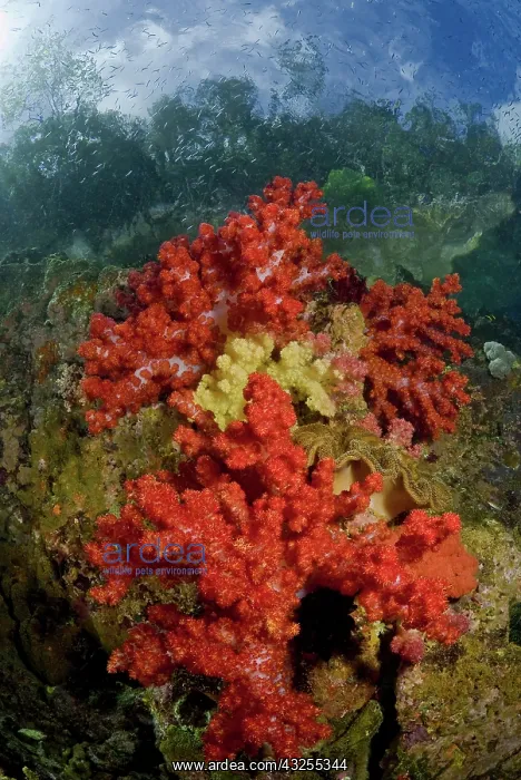 : Indonesia, Papua, Fak Fak, Triton Bay. Colorful : Indonesia, Papua, Fak Fak, Triton Bay. Colorful