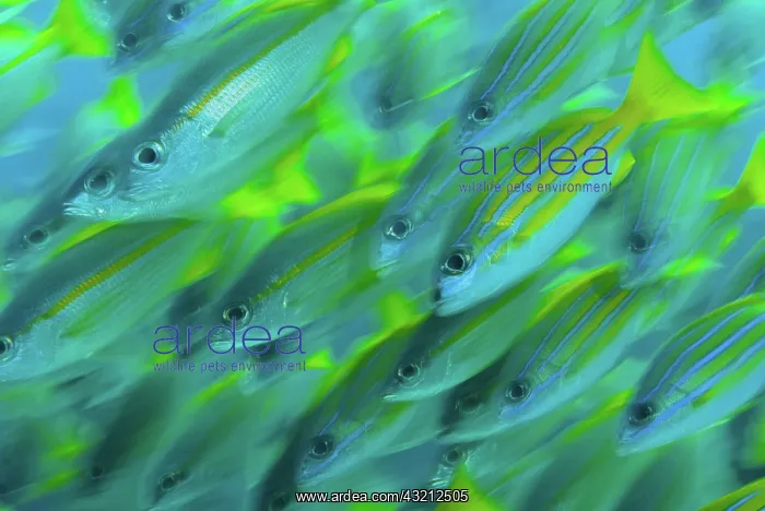 : Indonesia, Papua, Raja Ampat. Abstract close-up : Indonesia, Papua, Raja Ampat. Abstract close-up