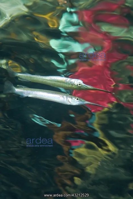  : Indonesia, Papua, Raja Ampat. Abstract effect