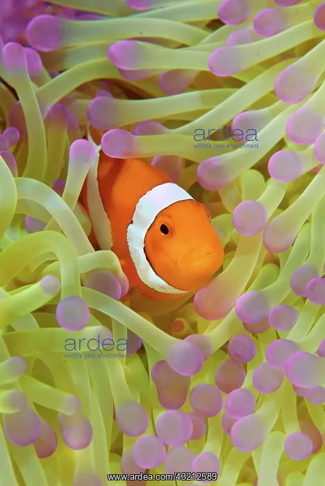: Indonesia, Papua, Raja Ampat. Anemonefish : Indonesia, Papua, Raja Ampat. Anemonefish