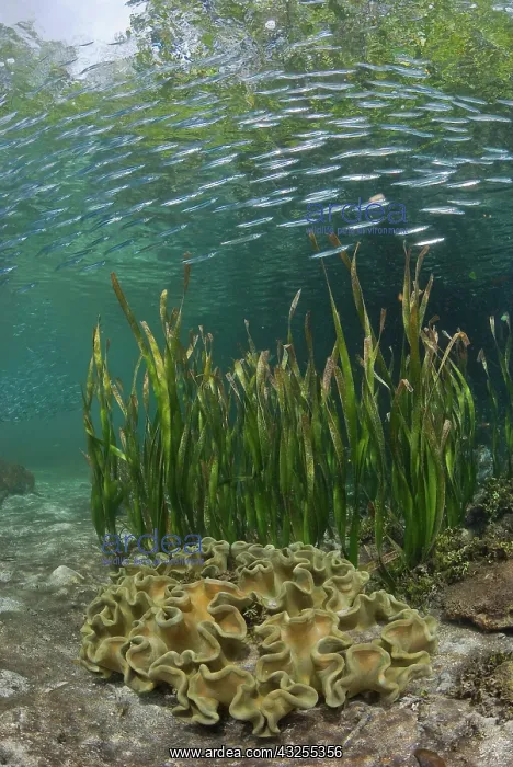 : Indonesia, Papua, Raja Ampat. Baitfish swim : Indonesia, Papua, Raja Ampat. Baitfish swim
