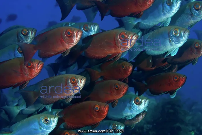 : Indonesia, Papua, Raja Ampat. These bigeye : Indonesia, Papua, Raja Ampat. These bigeye
