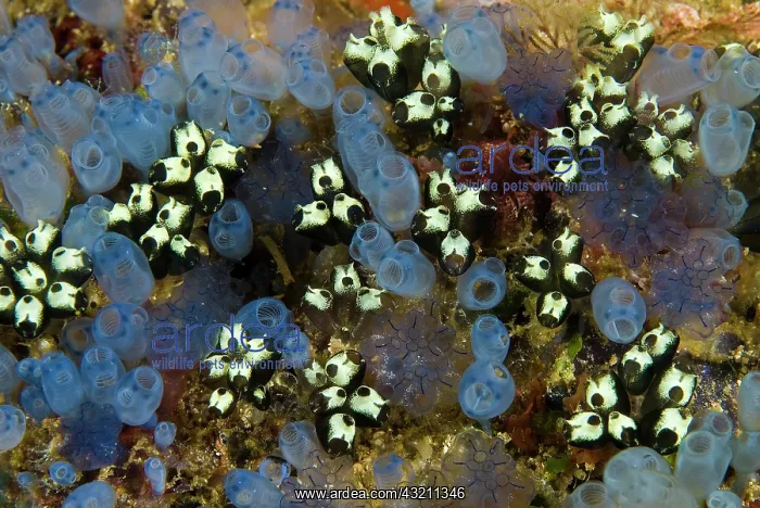 : Indonesia, Papua, Raja Ampat. Bluebell tunicates : Indonesia, Papua, Raja Ampat. Bluebell tunicates