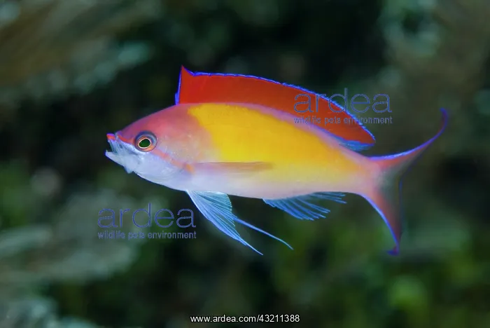 : Indonesia, Papua, Raja Ampat. Close-up of : Indonesia, Papua, Raja Ampat. Close-up of