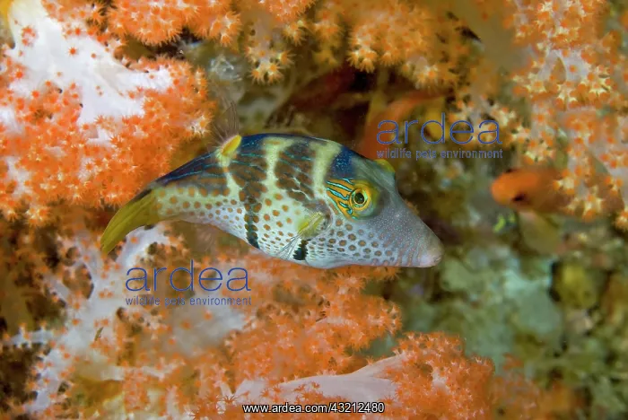 : Indonesia, Papua, Raja Ampat. Close-up of : Indonesia, Papua, Raja Ampat. Close-up of