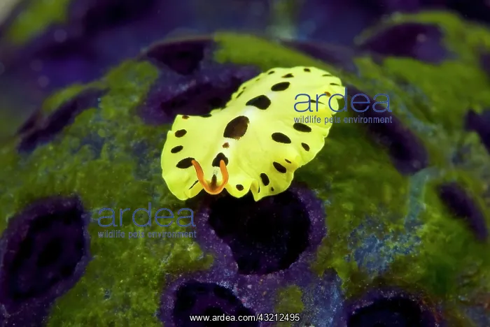 : Indonesia, Papua, Raja Ampat. Close-up of : Indonesia, Papua, Raja Ampat. Close-up of