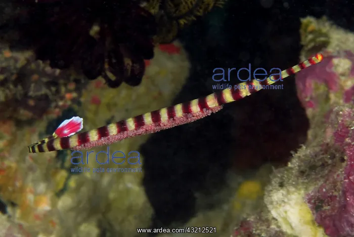 : Indonesia, Papua, Raja Ampat. Close-up of : Indonesia, Papua, Raja Ampat. Close-up of