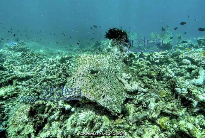 : Indonesia, Papua, Raja Ampat. Close-up of : Indonesia, Papua, Raja Ampat. Close-up of