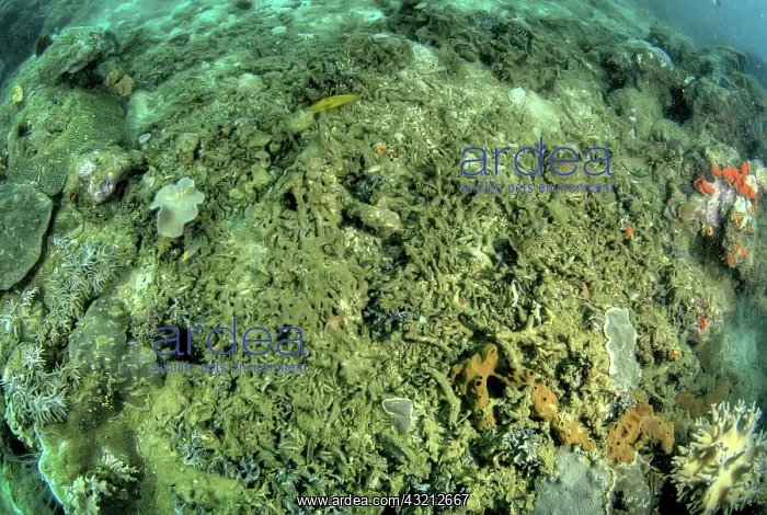 : Indonesia, Papua, Raja Ampat. Close-up of : Indonesia, Papua, Raja Ampat. Close-up of