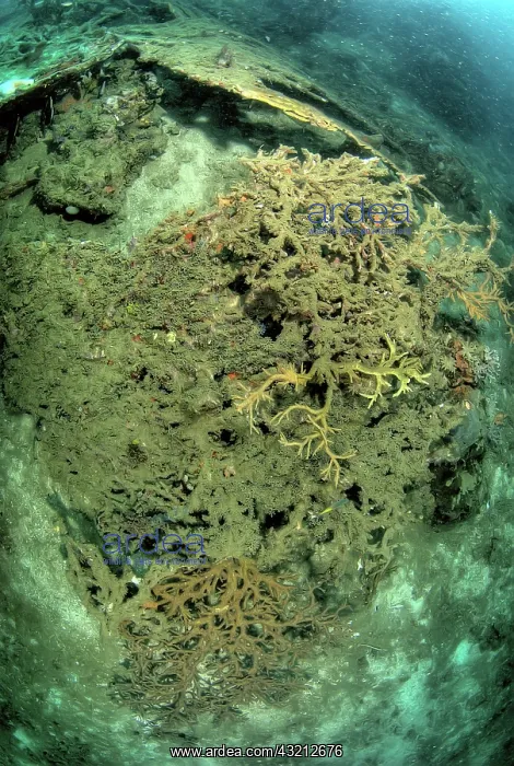 : Indonesia, Papua, Raja Ampat. Close-up of : Indonesia, Papua, Raja Ampat. Close-up of