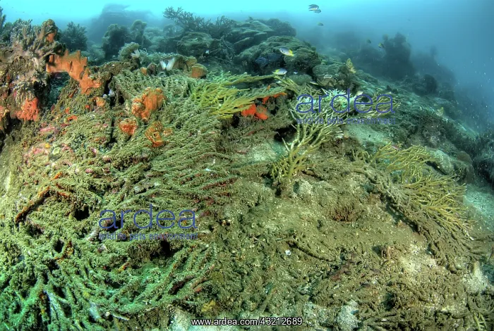 : Indonesia, Papua, Raja Ampat. Close-up of : Indonesia, Papua, Raja Ampat. Close-up of