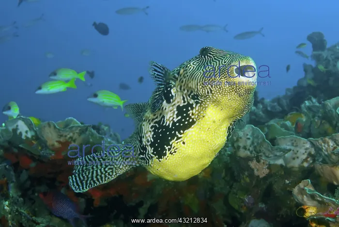 : Indonesia, Papua, Raja Ampat. Close-up of : Indonesia, Papua, Raja Ampat. Close-up of