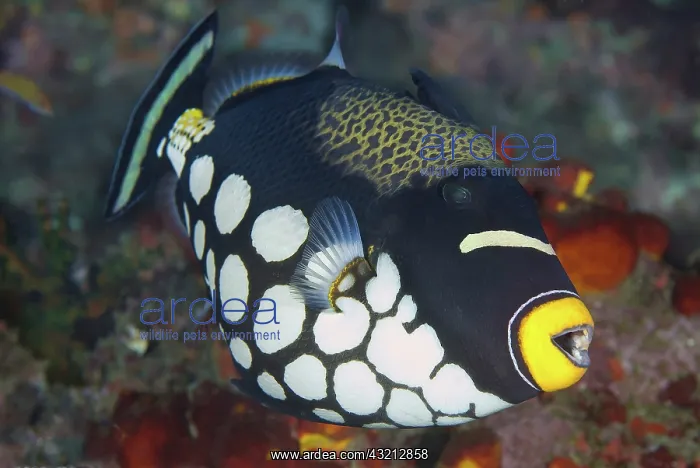 : Indonesia, Papua, Raja Ampat. Close-up of : Indonesia, Papua, Raja Ampat. Close-up of