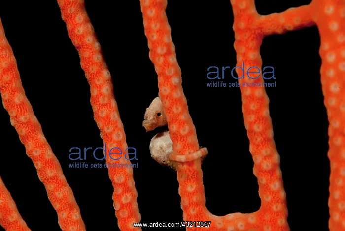 : Indonesia, Papua, Raja Ampat. Close-up of : Indonesia, Papua, Raja Ampat. Close-up of