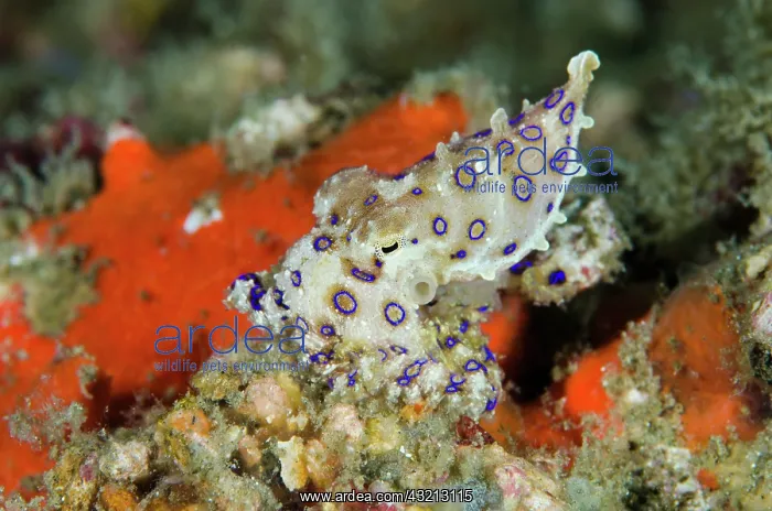 : Indonesia, Papua, Raja Ampat. Close-up of : Indonesia, Papua, Raja Ampat. Close-up of