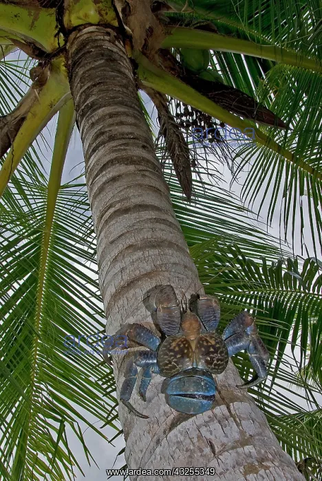 : Indonesia, Papua, Raja Ampat. Coconut crab : Indonesia, Papua, Raja Ampat. Coconut crab