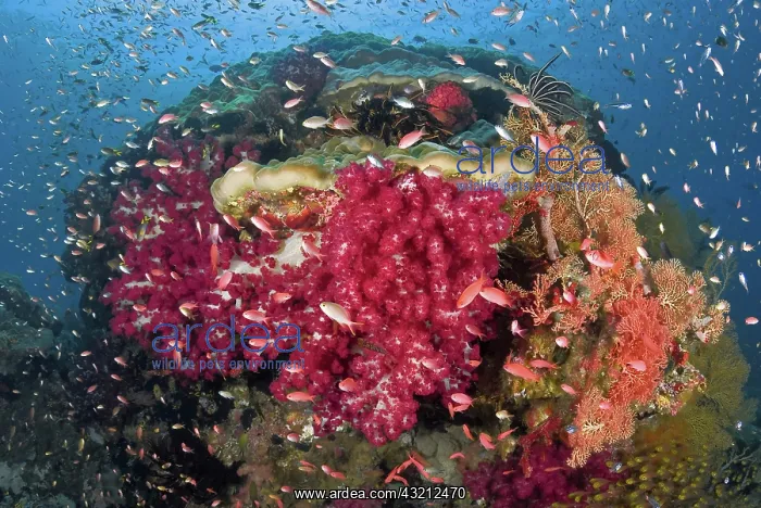 : Indonesia, Papua, Raja Ampat. Colorful corals : Indonesia, Papua, Raja Ampat. Colorful corals