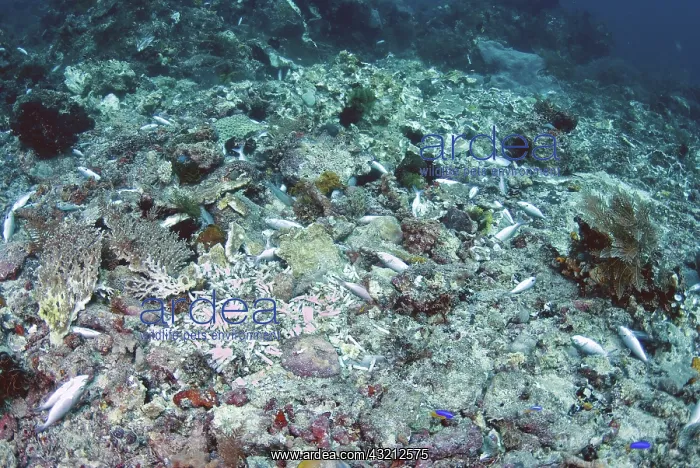 : Indonesia, Papua, Raja Ampat, Fam, Penemu : Indonesia, Papua, Raja Ampat, Fam, Penemu