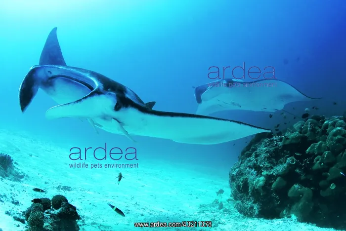: Indonesia, Papua, Raja Ampat, Manta Point : Indonesia, Papua, Raja Ampat, Manta Point