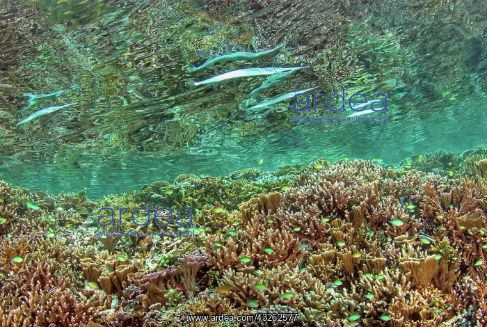 : Indonesia, Papua, Raja Ampat. Needlefish : Indonesia, Papua, Raja Ampat. Needlefish