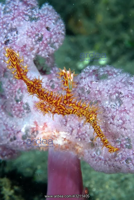 : Indonesia, Papua, Raja Ampat. Pipefish swims : Indonesia, Papua, Raja Ampat. Pipefish swims