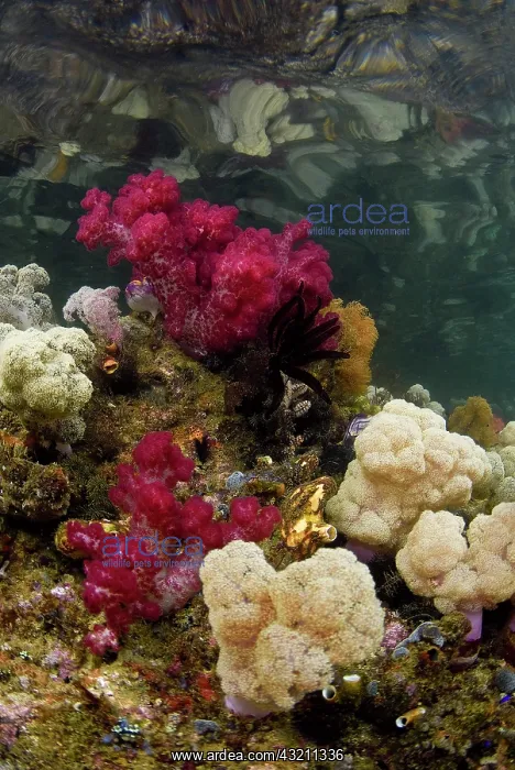: Indonesia, Papua, Raja Ampat. Scenic of : Indonesia, Papua, Raja Ampat. Scenic of